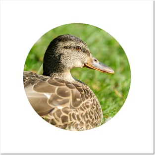 Female Mallard in the Grass Photograph Posters and Art